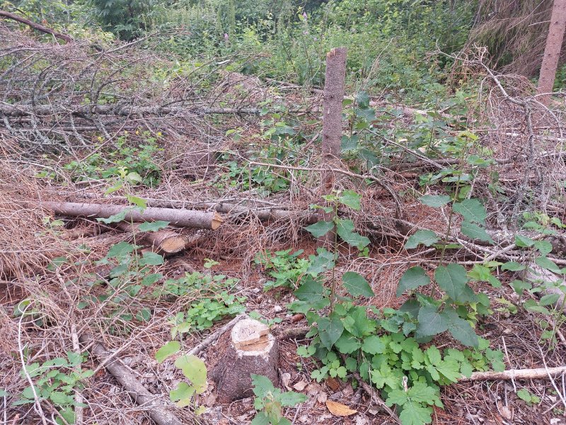 В Оханске расследуется уголовное дело о незаконной рубке леса