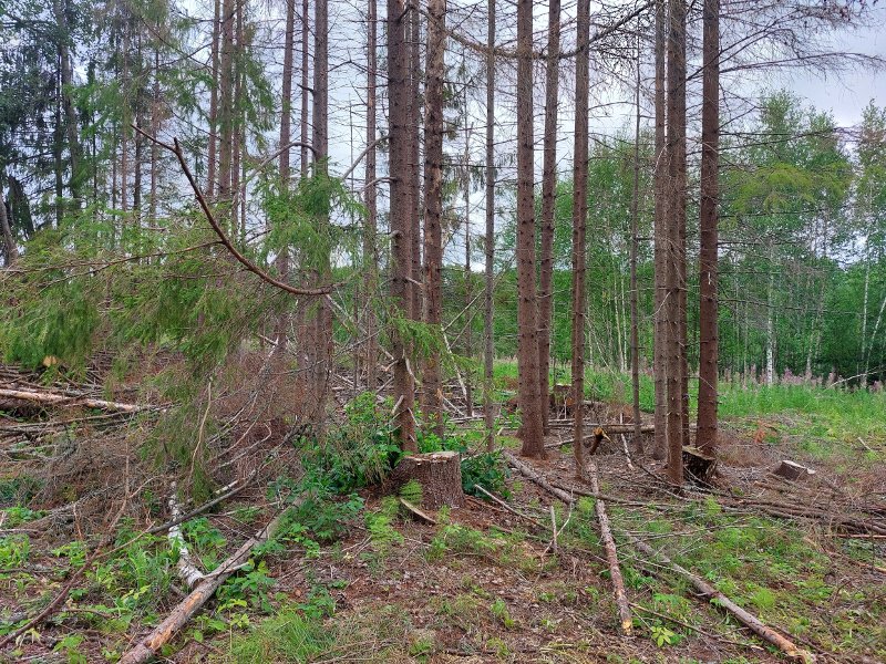 В Оханске расследуется уголовное дело о незаконной рубке леса